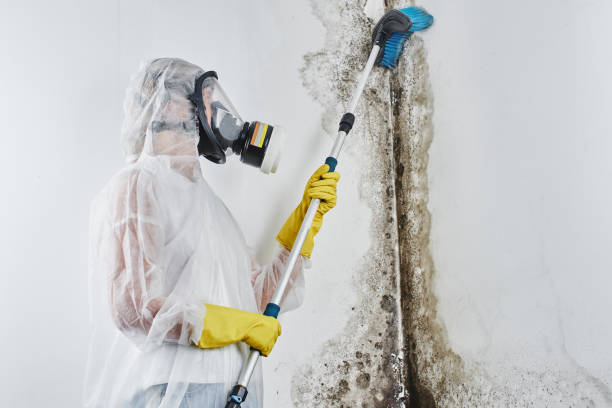 Certified Mold Removal in Bellport, NY