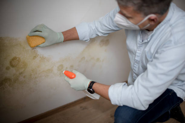 Best Certified Mold Removal  in Bellport, NY