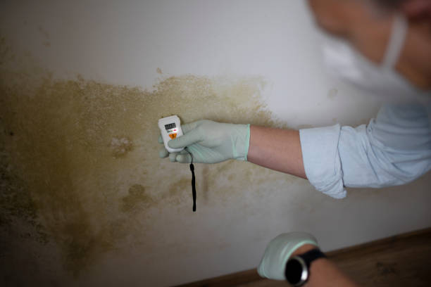 Best Crawl Space Mold Removal  in Bellport, NY
