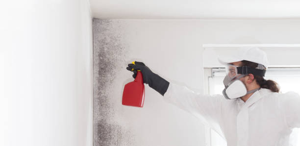 Best Crawl Space Mold Removal  in Bellport, NY