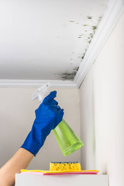 Home Mold Removal in Bellport, NY