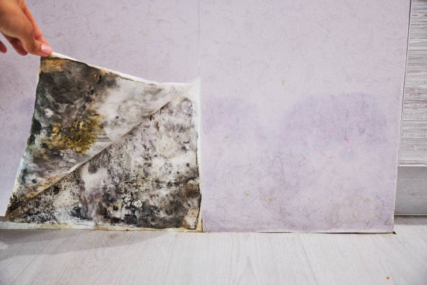 Bellport, NY Mold Removal Company
